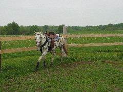 IMG_1675