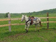 IMG_1677