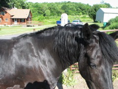 IMG_3775.JPG