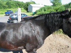 IMG_3776.JPG