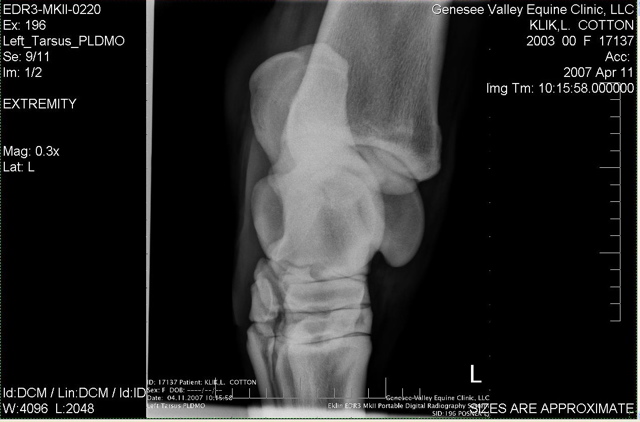 Xray_6