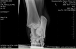 Xray_4
