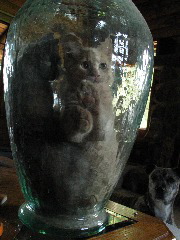 IMG_3787.JPG