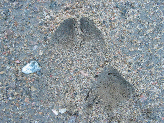 Moose!