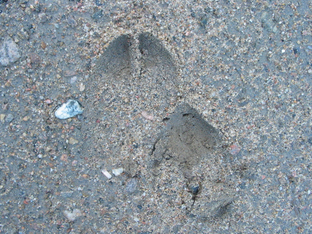 No really Moose Tracks!