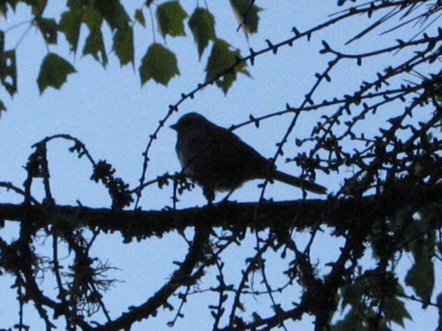 White throated sparrow