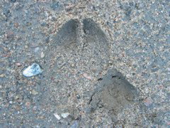 Moose!