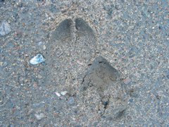 No really Moose Tracks!
