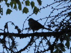 White throated sparrow