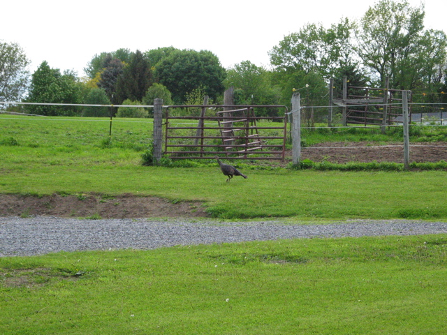 IMG_3361.JPG