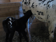 Dottie_01