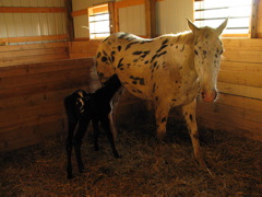Dottie_02