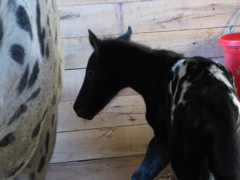 Dottie_11