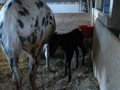 Dottie_13