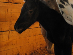 Dottie_03