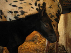 Dottie_04