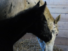 Dottie_07