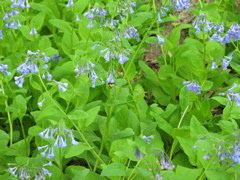 IMG_3075.JPG