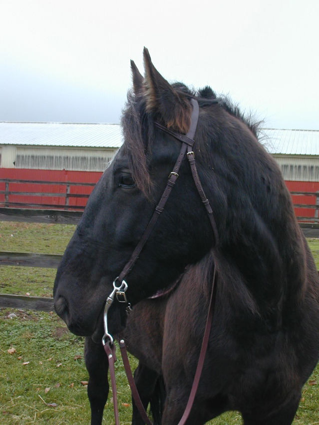 G_Bridle_2