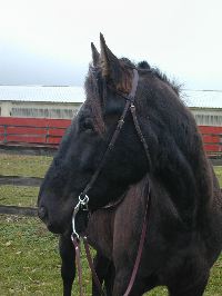 G_Bridle_2
