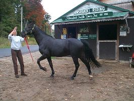 Goliath_1