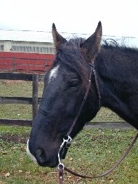 G_bridle_1