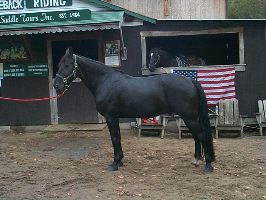 Goliath_4