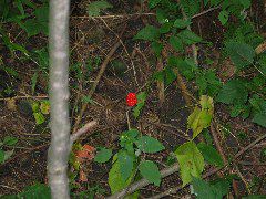 IMG_1161