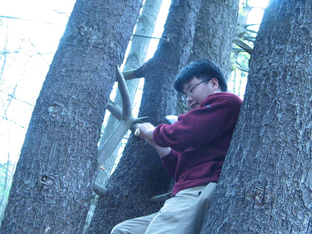 Tam_Tree