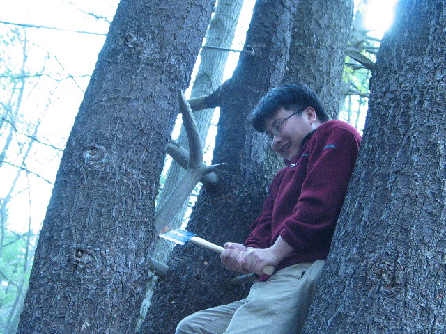 Tam_Tree_2