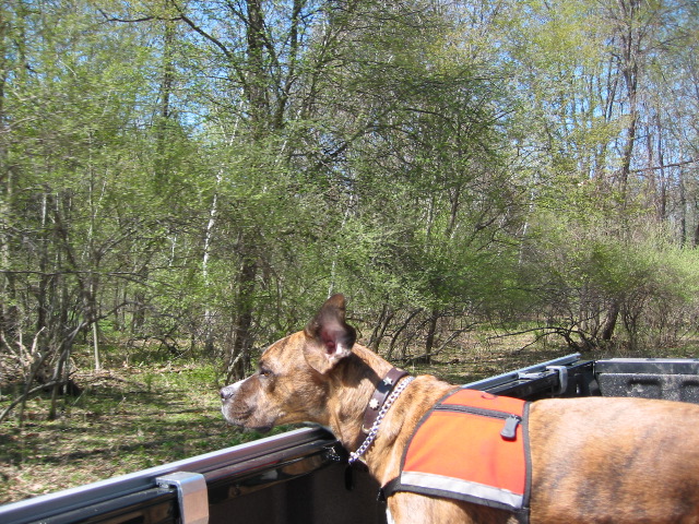 Dogs_love_trucks