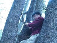 Tam_Tree