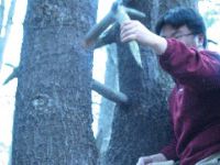 Tam_tree_3