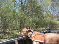 Dogs_love_trucks