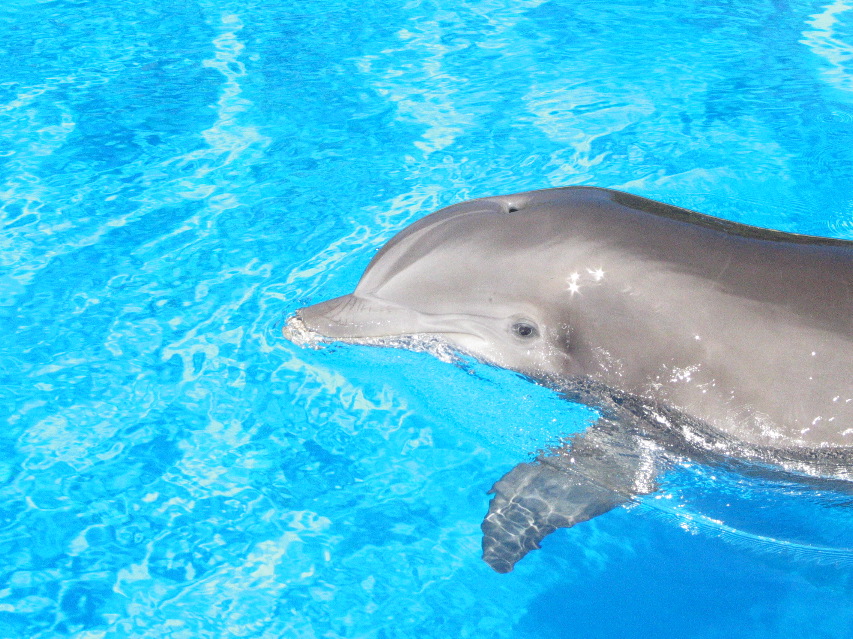 Dolphin_1