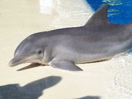 Dolphin_2
