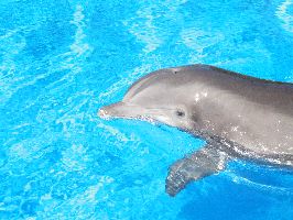 Dolphin_1