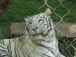 IMG_0454