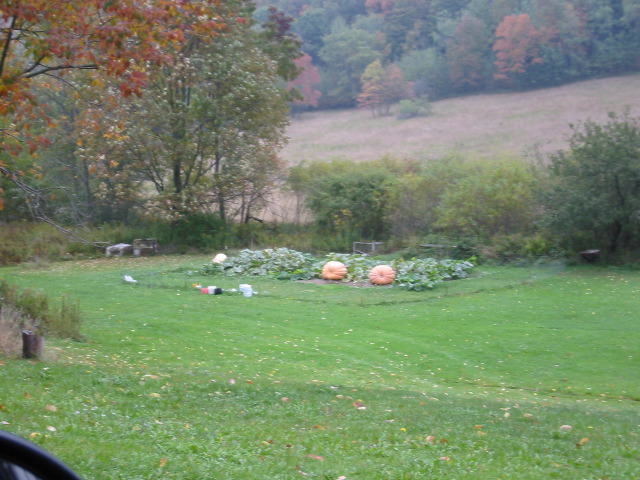 Holy_Gourd