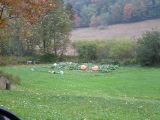 Holy_Gourd